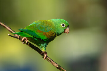 Tovi orange-chinned parakeet, Brotogeris jugularis, portrait of light green parrot with red head, Costa Rica. 