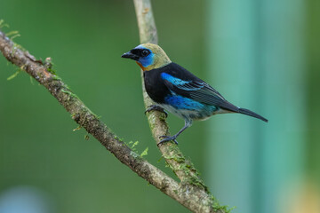 Golden-hooded tanager (Stilpnia larvata) is a medium-sized passerine bird. This tanager is a resident breeder from southern Mexico south to western Ecuador. 