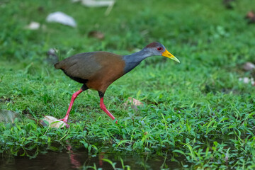 The Grey-necked Wood Rail, Gray-cowled Wood-Rail, Aramides cajaneus is walking in the green grass, very small deep of focus, Costa Rica
