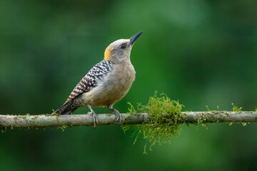 Hoffmann's woodpecker (Melanerpes hoffmannii) is a resident breeding bird from southern Honduras south to Costa Rica. It is a common species on the Pacific slopes