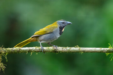 Buff-throated saltator (Saltator maximus magnoides) adult perched on branch Costa Rica 