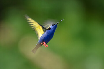 Flying The red-legged honeycreeper (Cyanerpes cyaneus) is a small songbird species in the tanager family (Thraupidae). It is found in Atlantic Forest, Brazil. 
