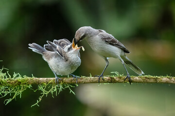 Mimus gilvus, Tropical mockingbird. The bird is perched on the branch and feeding the young in nice wildlife natural environment Costa Rica.