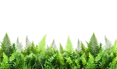 Fototapeta premium Lush green ferns border on black background.
