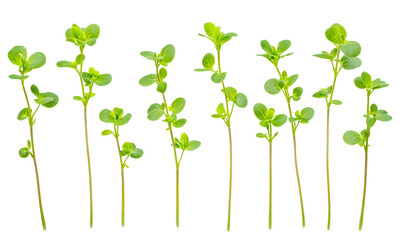 Obraz premium Ten vibrant green sprigs of young thyme plants, isolated on black.