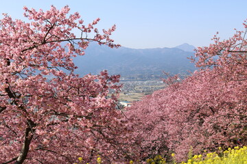 河津桜
