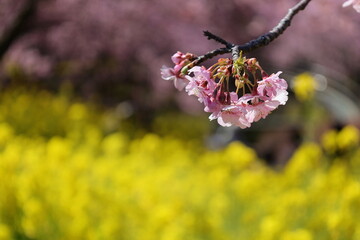 河津桜と菜の花

