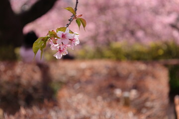 河津桜
