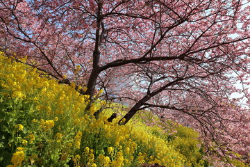 河津桜と菜の花
