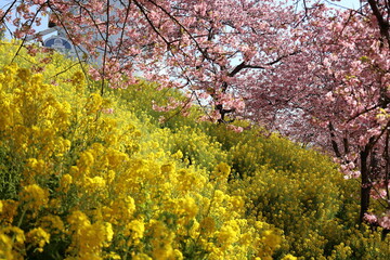 河津桜と菜の花
