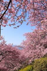 河津桜
