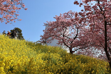 河津桜と菜の花
