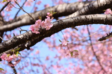 河津桜

