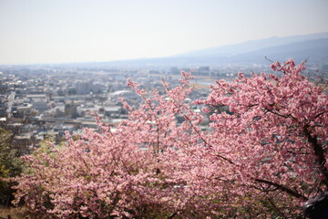 河津桜
