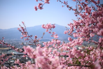 河津桜

