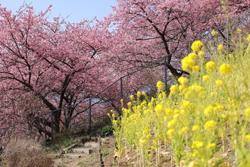 河津桜
