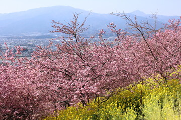 河津桜
