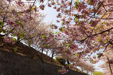 河津桜
