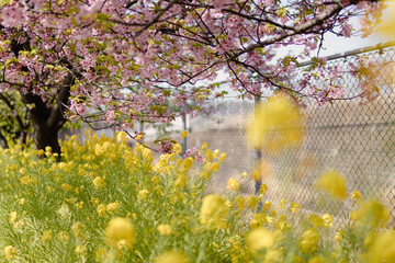 河津桜と菜の花

