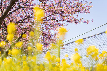 河津桜と菜の花
