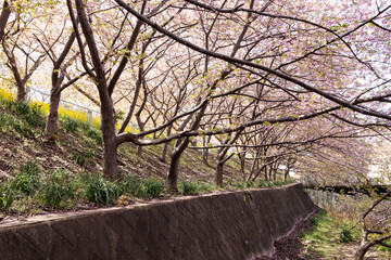河津桜
