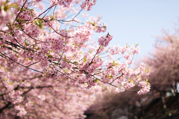 河津桜
