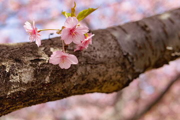 河津桜
