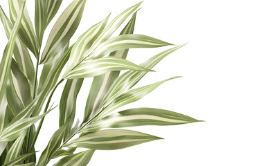 Fototapeta premium Close-up of variegated leaves with white stripes against a black background.