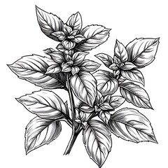 Detailed Black and White Line Art Illustration of a Sprig of Basil.
