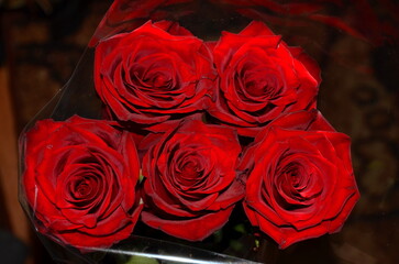 Five flowers of roses in rich red color.
