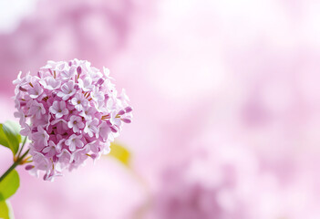Obraz premium Elegant Lilac Blossoms with Soft Pink Background