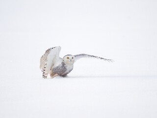 Female Snowy Owl with open wings sitting on snowy field