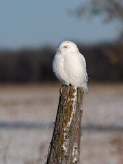 Male Snowy Owl on fence post in early morning