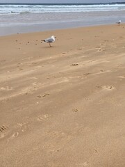 Seagulls on Sandy Beach at Forest Caves, Australia with Ocean Waves in Background - Serene Coastal Scene