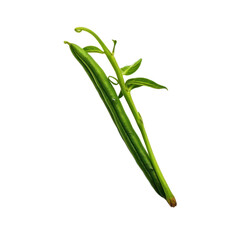 Fototapeta premium A bunch of fresh green peas attached to their pods.