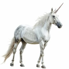 Obraz premium A magical unicorn standing, isolated in white, white background
