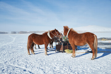 Horses on a frozen lake in winter