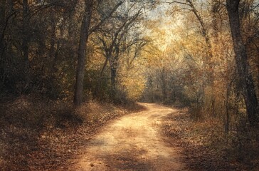 Obraz premium path in the forest