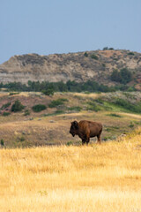 Fototapeta premium Bison