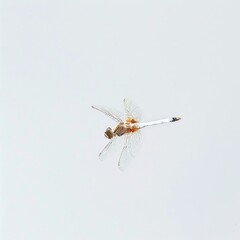 A dragonfly hovering over a pond, isolated in white, white background 