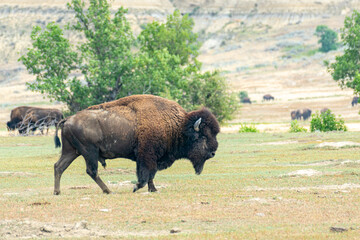 Bison