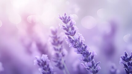 Obraz premium A soft lavender gradient with a bokeh effect, leaving clear space for text in the middle