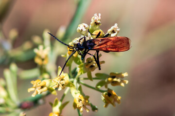 A large black and orange insect is sitting on a yellow flower