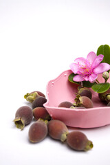 Photo of kemunting or karamunting with leaves and flowers