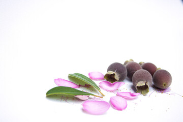 Photo of kemunting or karamunting with flowers and leaves on white background
