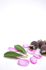 Photo of kemunting or karamunting with flowers and leaves on white background