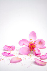 Beautiful pink flowers on a white background. Flowers background