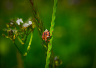 Grass-caught insect stink bug