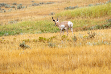 Naklejka premium Pronghorn