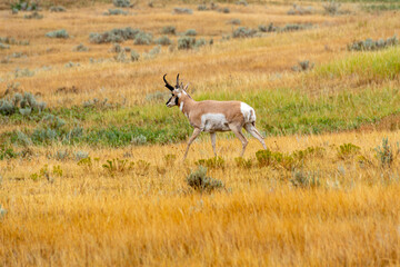 Fototapeta premium Pronghorn